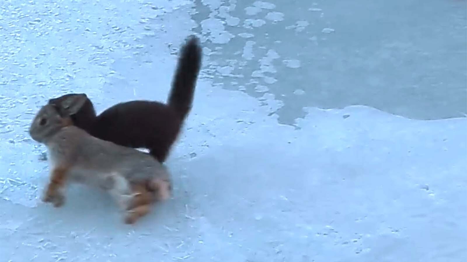 Cheyenne resident Warren Burgess got video of this mink carrying a dead rabbit at Curt Gowdy State Park.