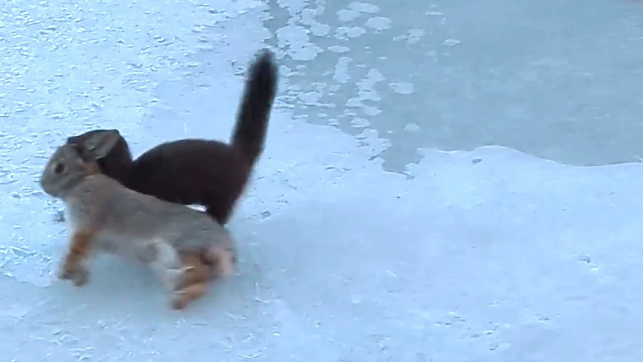 Hiker Gets Rare Video of Wyoming Mink At Curt Gowdy State Park | Cowboy ...