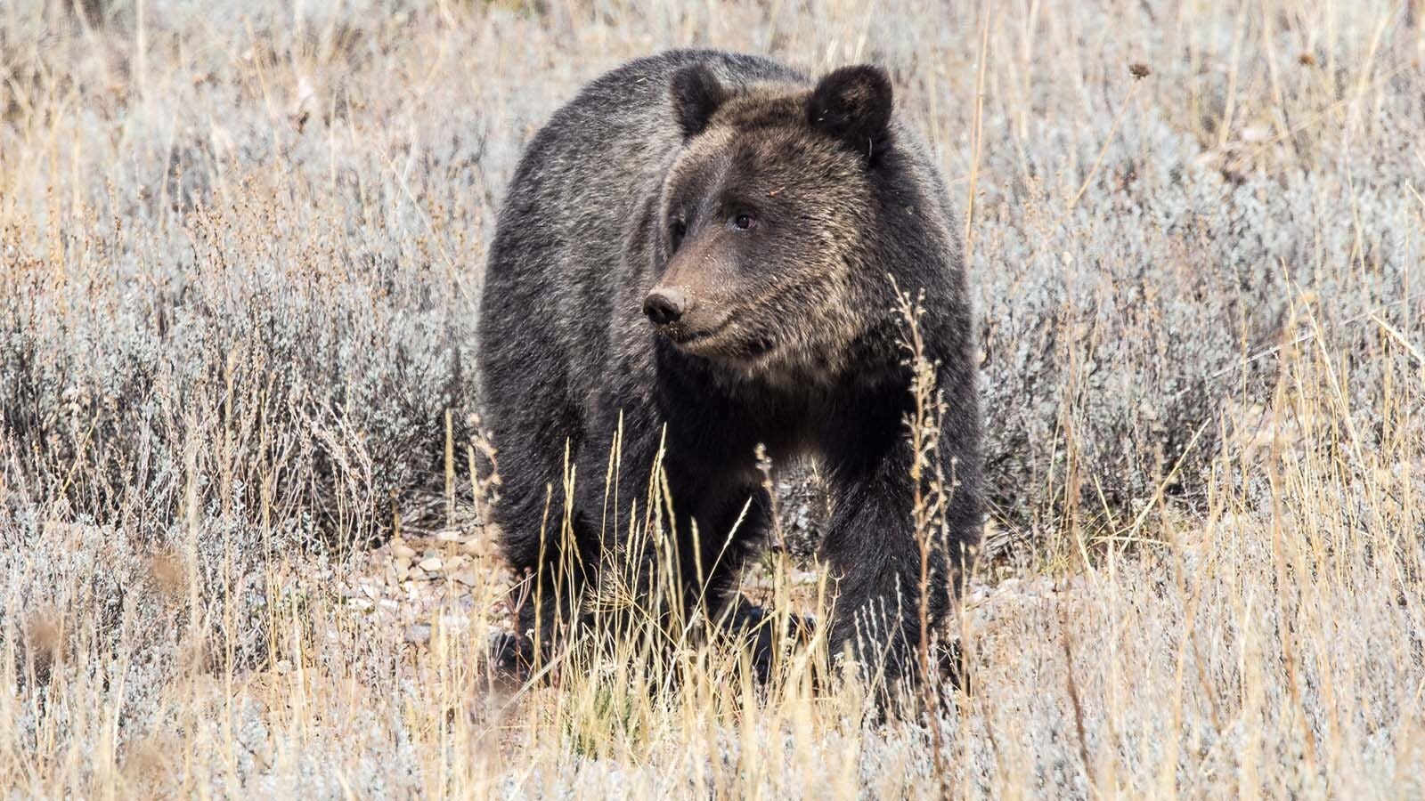 Miracle, the last surviving cub of famed Grizzly 1063, recently appeared near a road in Grant Teton National Park. Miracles two siblings were killed by a male grizzly in May.