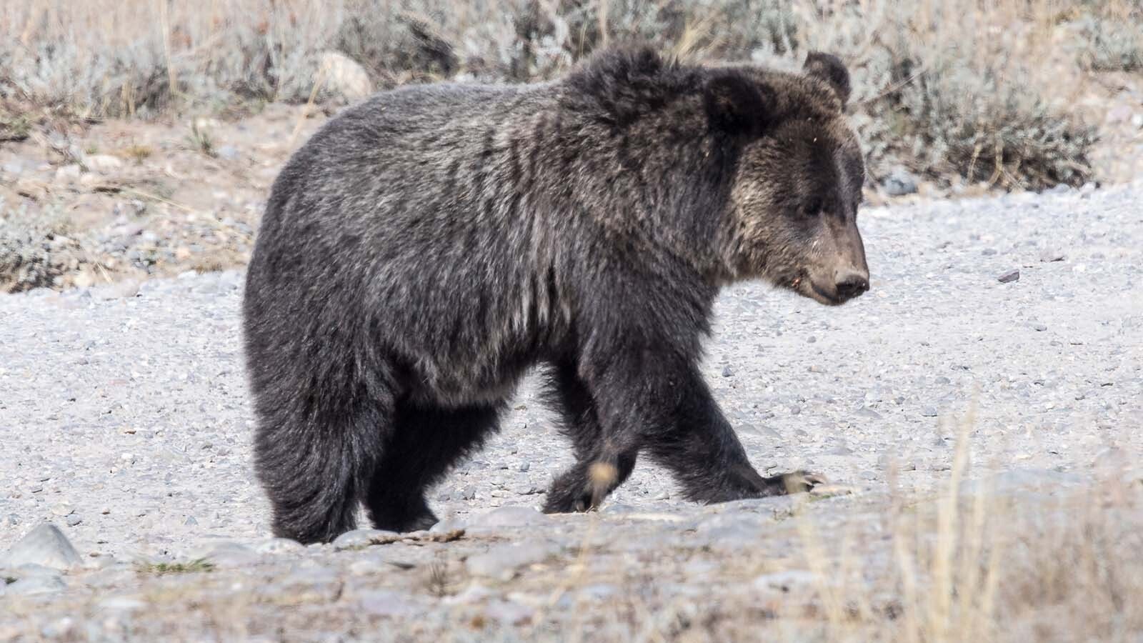 Miracle, the last surviving cub of famed Grizzly 1063, recently appeared near a road in Grant Teton National Park. Miracles two siblings were killed by a male grizzly in May.