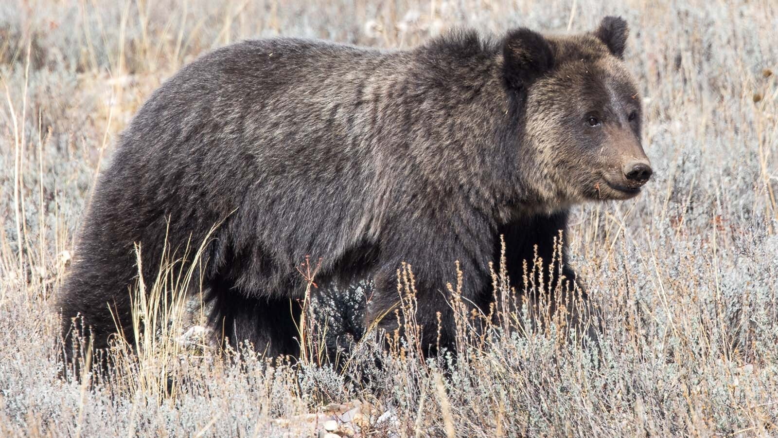 Miracle, the last surviving cub of famed Grizzly 1063, recently appeared near a road in Grant Teton National Park. Miracles two siblings were killed by a male grizzly in May.