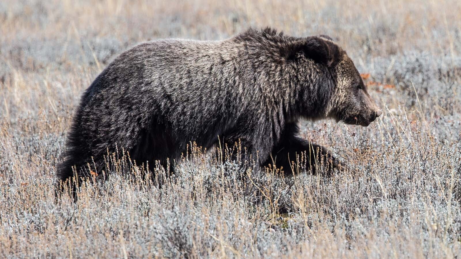 Miracle, the last surviving cub of famed Grizzly 1063, recently appeared near a road in Grant Teton National Park. Miracles two siblings were killed by a male grizzly in May.