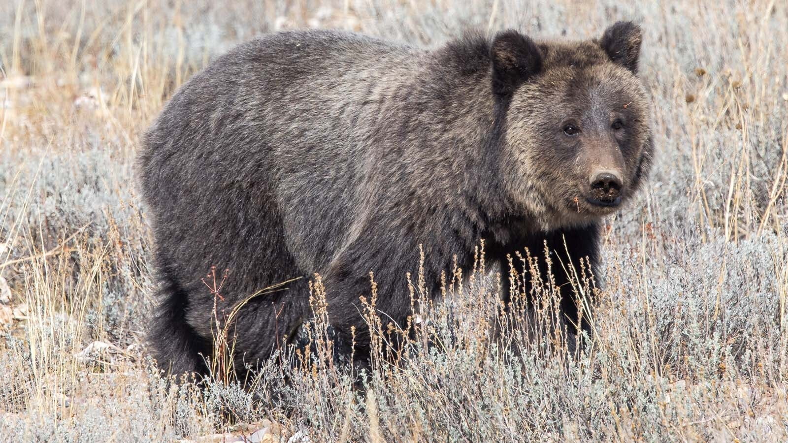 Miracle, the last surviving cub of famed Grizzly 1063, recently appeared near a road in Grant Teton National Park. Miracles two siblings were killed by a male grizzly in May.