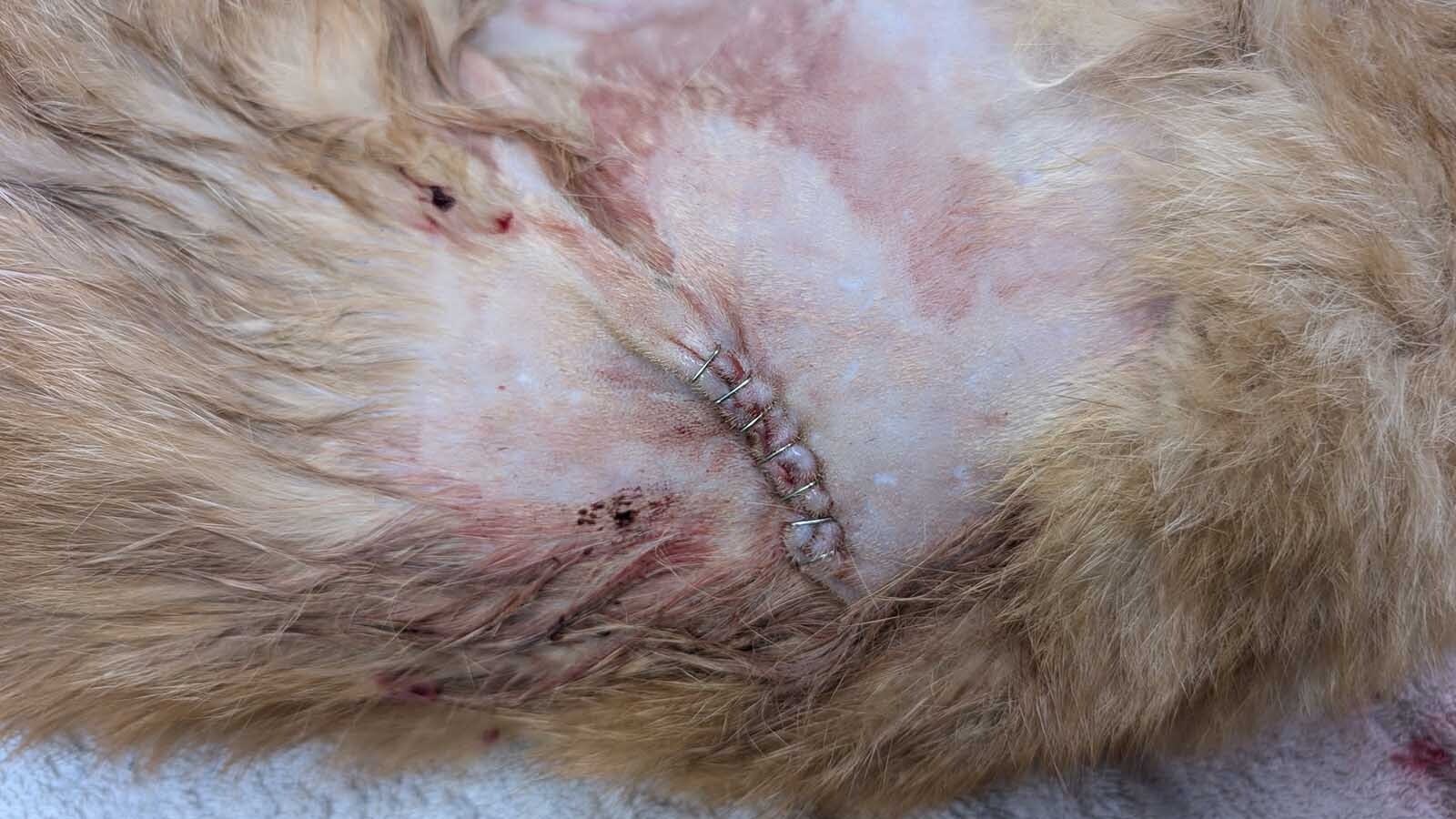 A yellow-orange tabby stray in Platte County, Wyoming, has earned the name Lucky. Despite long odds, he survived being impaled by a blow dart and shot in the shoulder.