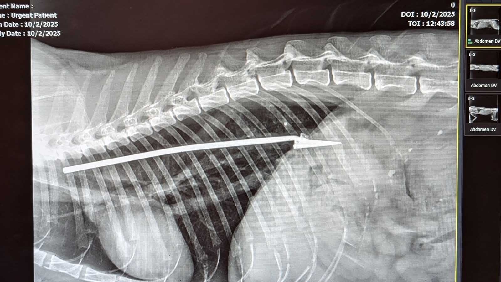 A yellow-orange tabby stray in Platte County, Wyoming, has earned the name Lucky. Despite long odds, he survived being impaled by a blow dart and shot in the shoulder.