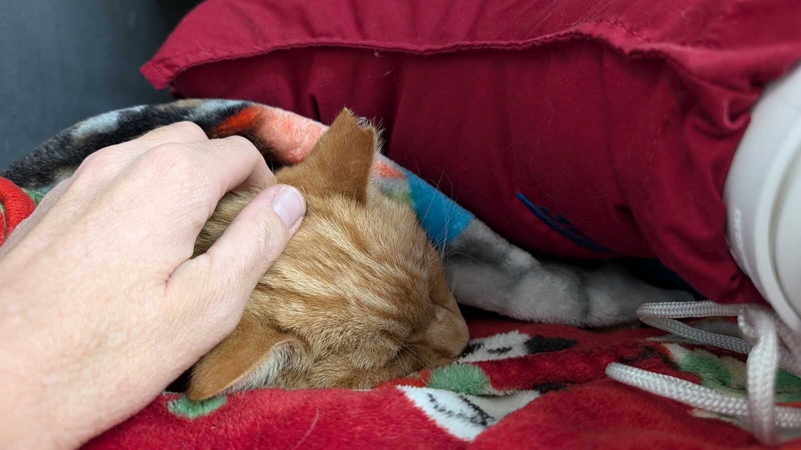 A yellow-orange tabby stray in Platte County, Wyoming, has earned the name Lucky. Despite long odds, he survived being impaled by a blow dart and shot in the shoulder.