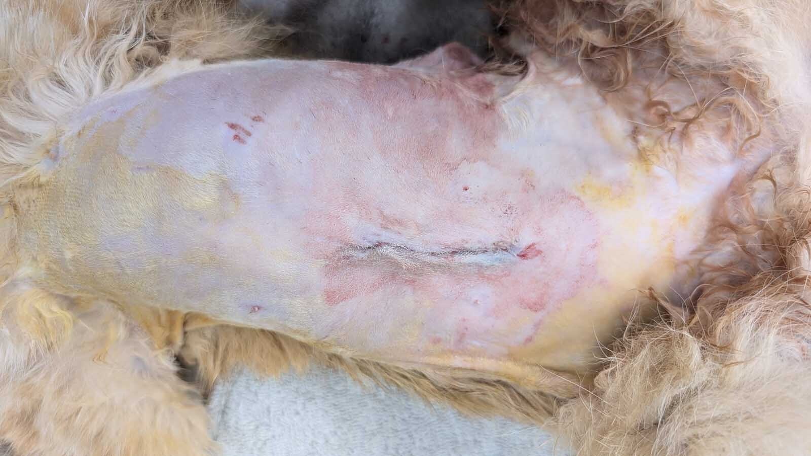A yellow-orange tabby stray in Platte County, Wyoming, has earned the name Lucky. Despite long odds, he survived being impaled by a blow dart and shot in the shoulder.