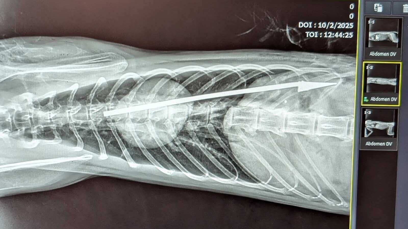 A yellow-orange tabby stray in Platte County, Wyoming, has earned the name Lucky. Despite long odds, he survived being impaled by a blow dart and shot in the shoulder.