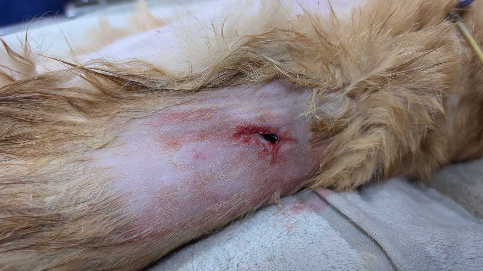 A yellow-orange tabby stray in Platte County, Wyoming, has earned the name Lucky. Despite long odds, he survived being impaled by a blow dart and shot in the shoulder.