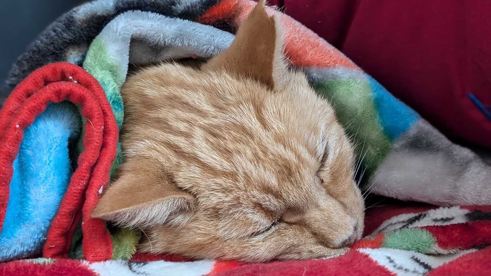 A yellow-orange tabby stray in Platte County, Wyoming, has earned the name Lucky. Despite long odds, he survived being impaled by a blow dart and shot in the shoulder.
