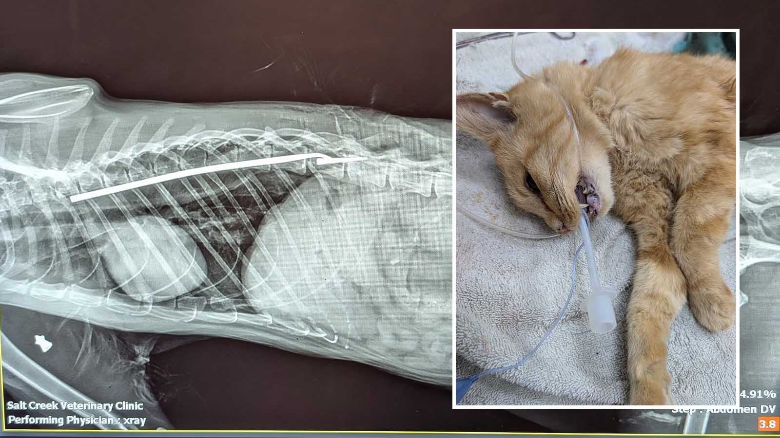 A yellow-orange tabby stray in Platte County, Wyoming, has earned the name Lucky. Despite long odds, he survived being impaled by a blow dart and shot in the shoulder.