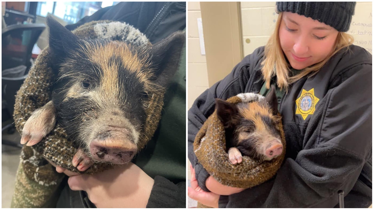 Miss Piggy saved 11 18 22 1