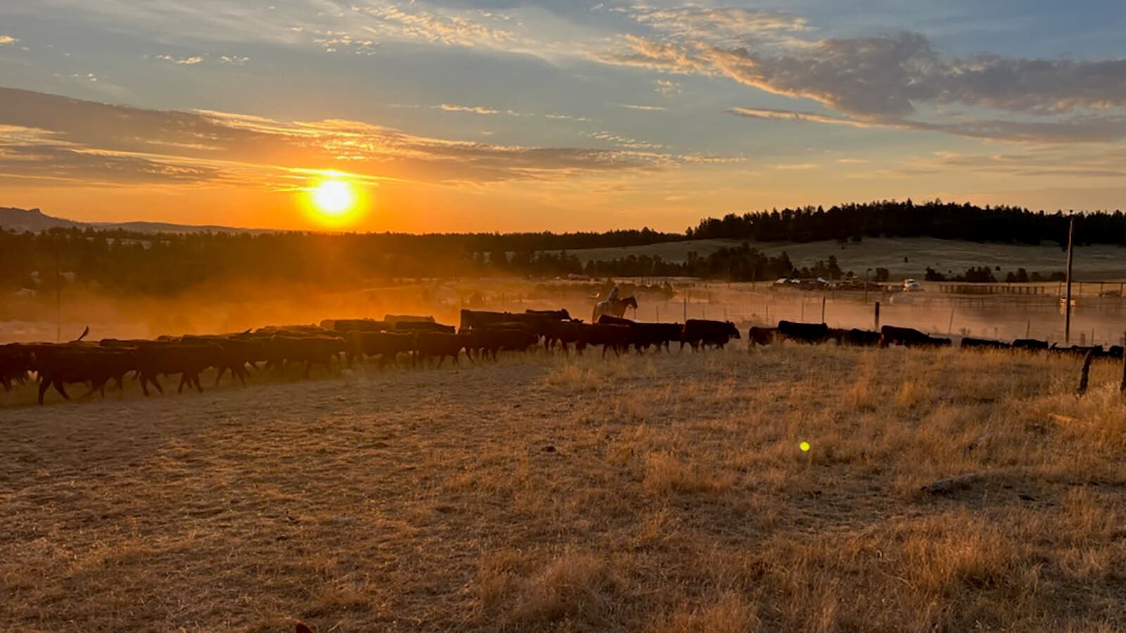 Cattle on Tim Millikin’s ranch are moved earlier this year.