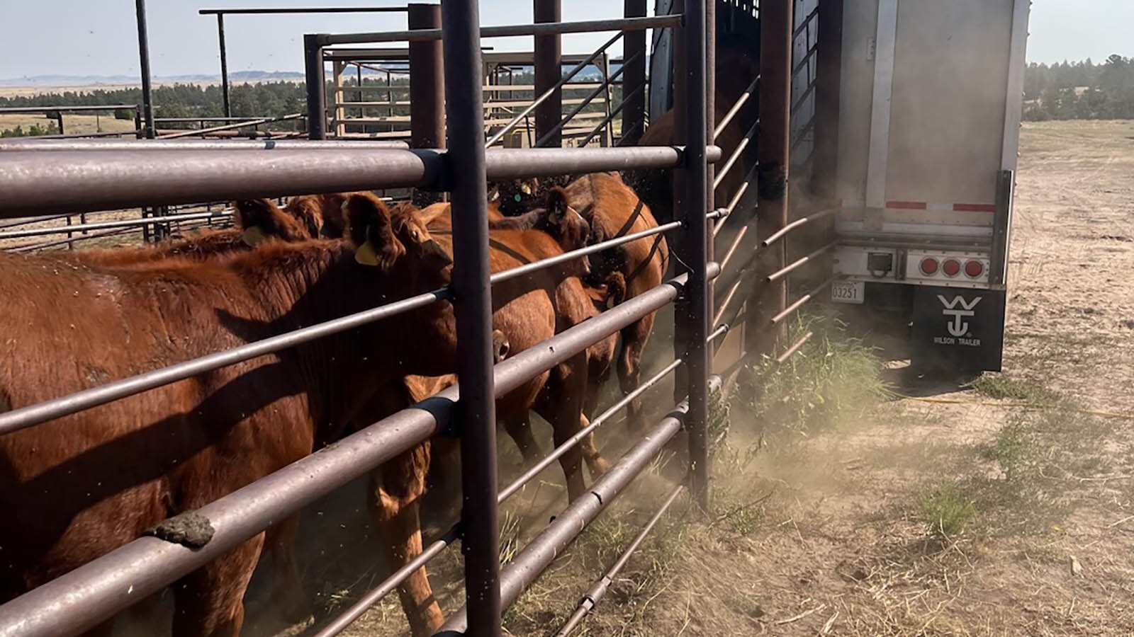 Cattle at the Millikin ranch are prepared for transport in a cattle truck.