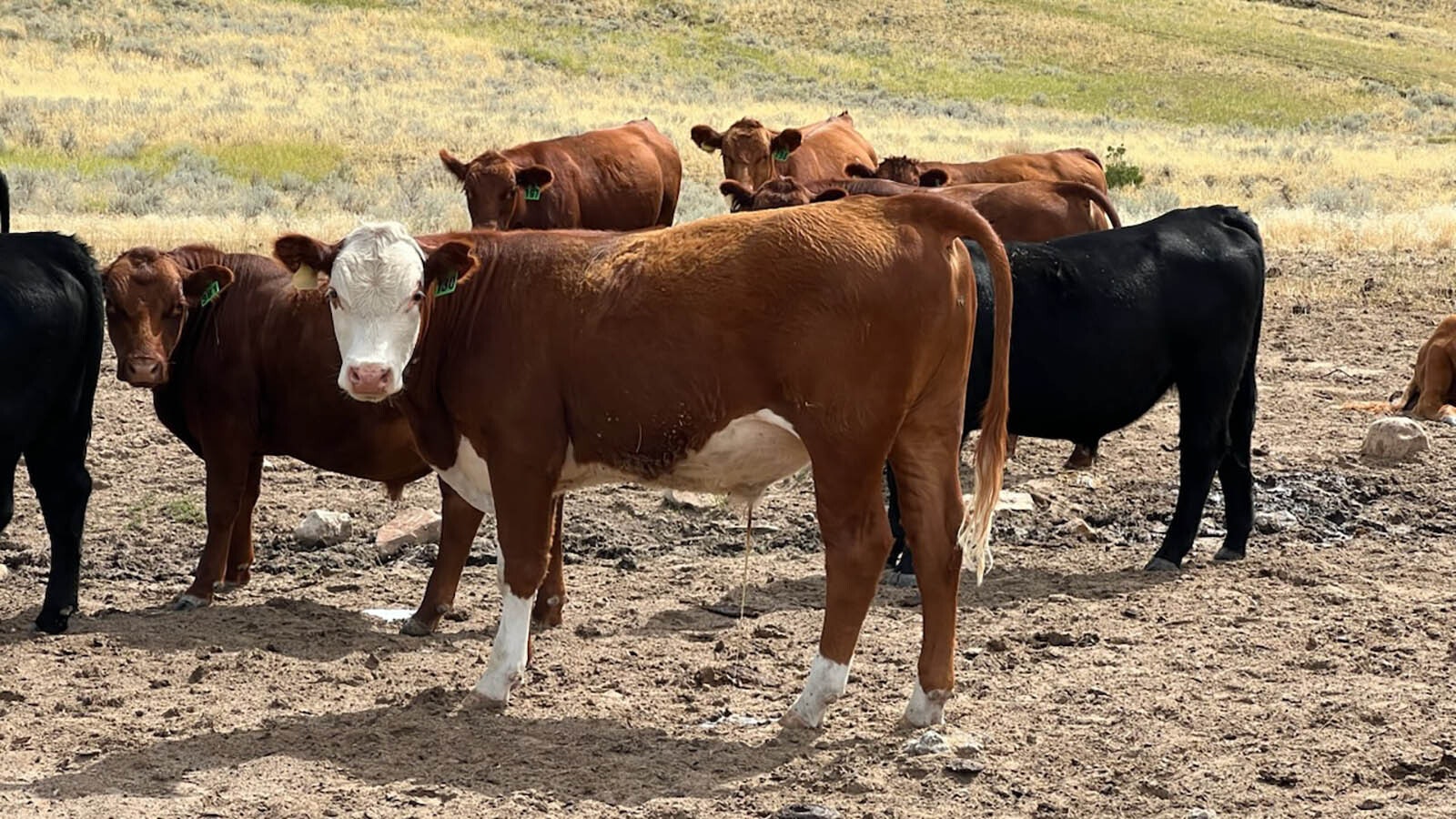 Cattle in the pasture at the Tim Millikin ranch earlier this year. When it came time to ship his yearlings, Millikin found he was missing nine.