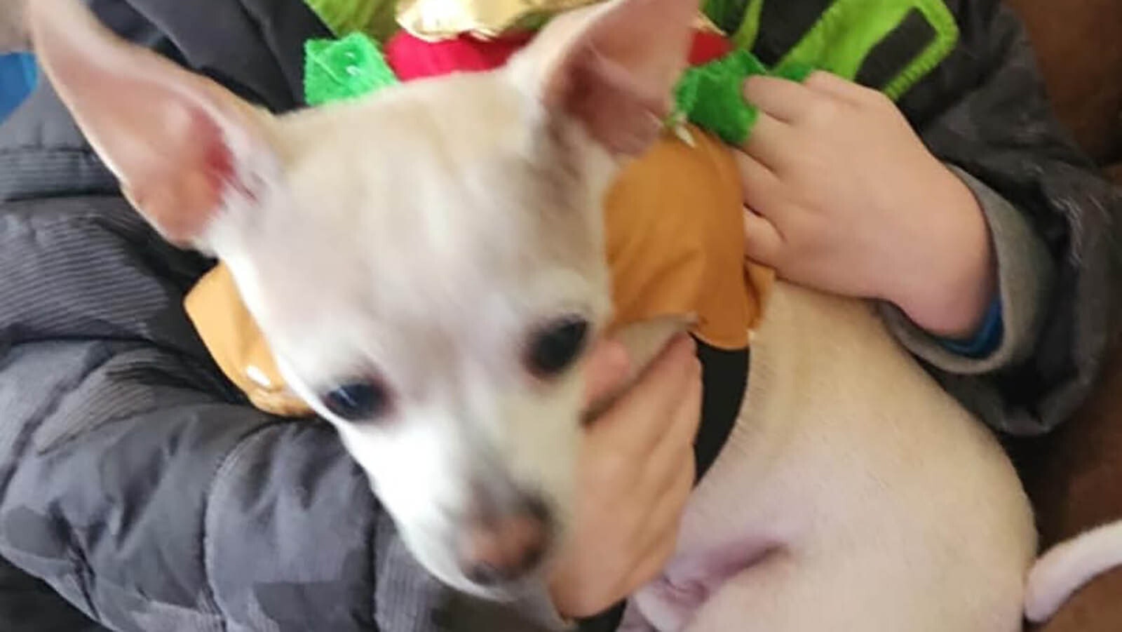 Sergeant, a Chihuahua, was with Martha James when she went missing.