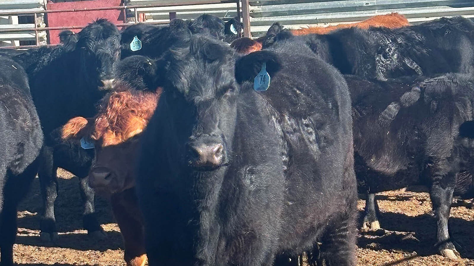 At least 14 Black Angus cows have vanished from multiple ranches northeast of Greeley, Colorado. Ranchers suspect theft as authorities investigate the baffling disappearances.