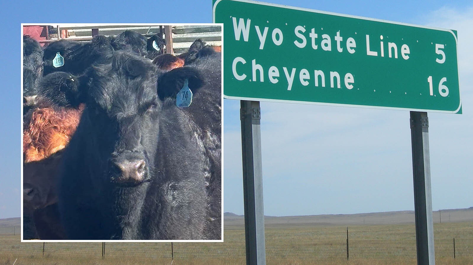 At least 14 Black Angus cows have vanished from multiple ranches northeast of Greeley, Colorado. Ranchers suspect theft as authorities investigate the baffling disappearances.