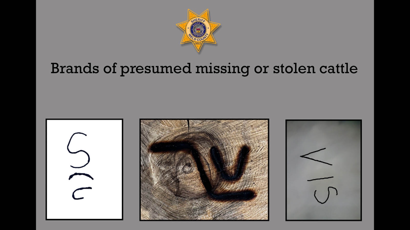 At least 14 Black Angus cows have vanished from multiple ranches northeast of Greeley, Colorado. Ranchers suspect theft as authorities investigate the baffling disappearances.