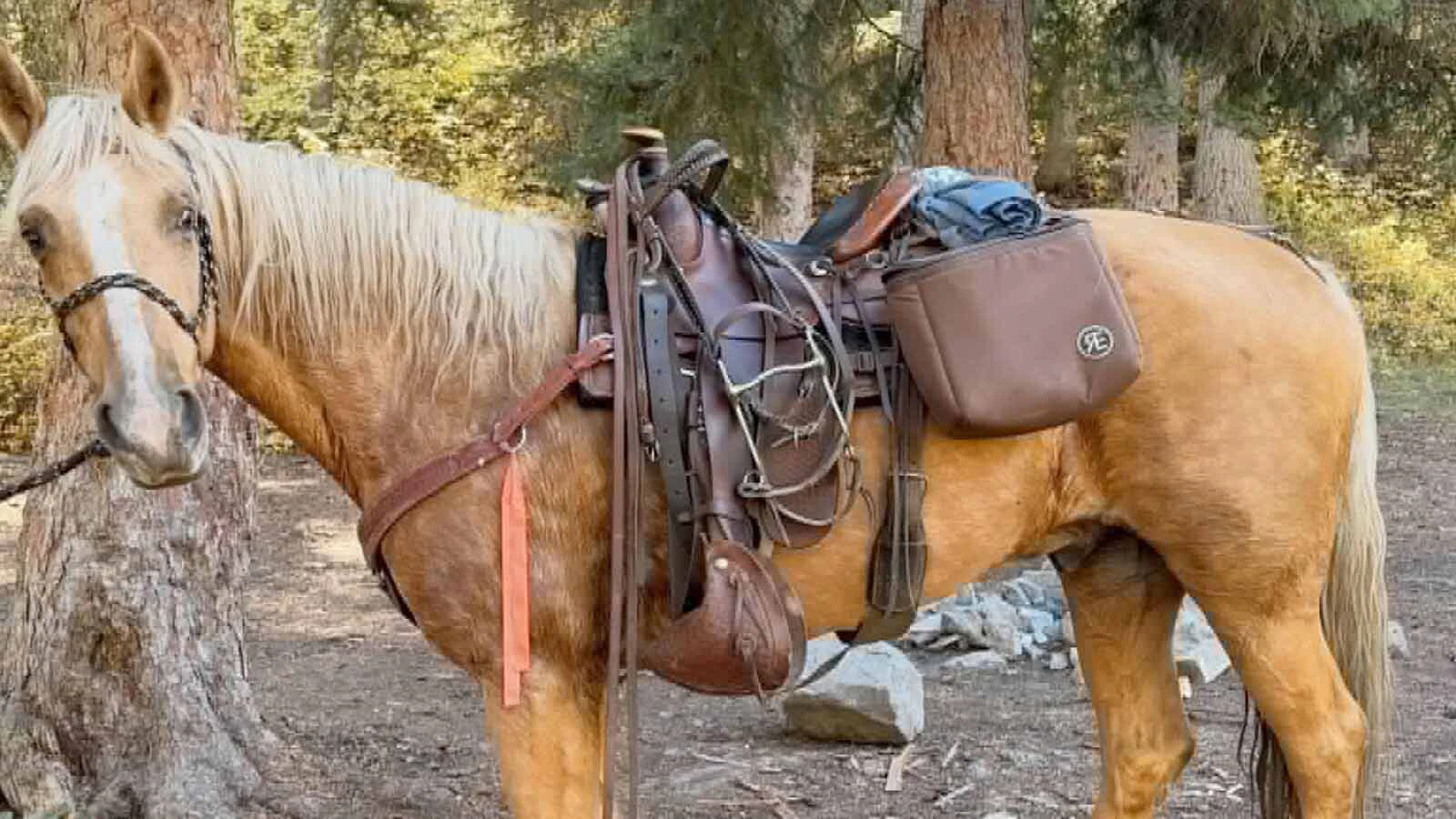 Sue, a 15-year-old palomino, is lost near the Bechler Ranger Station in Yellowstone National Park's remote southwest corner. Sue's owners say the horse is very approachable and food-motivated.