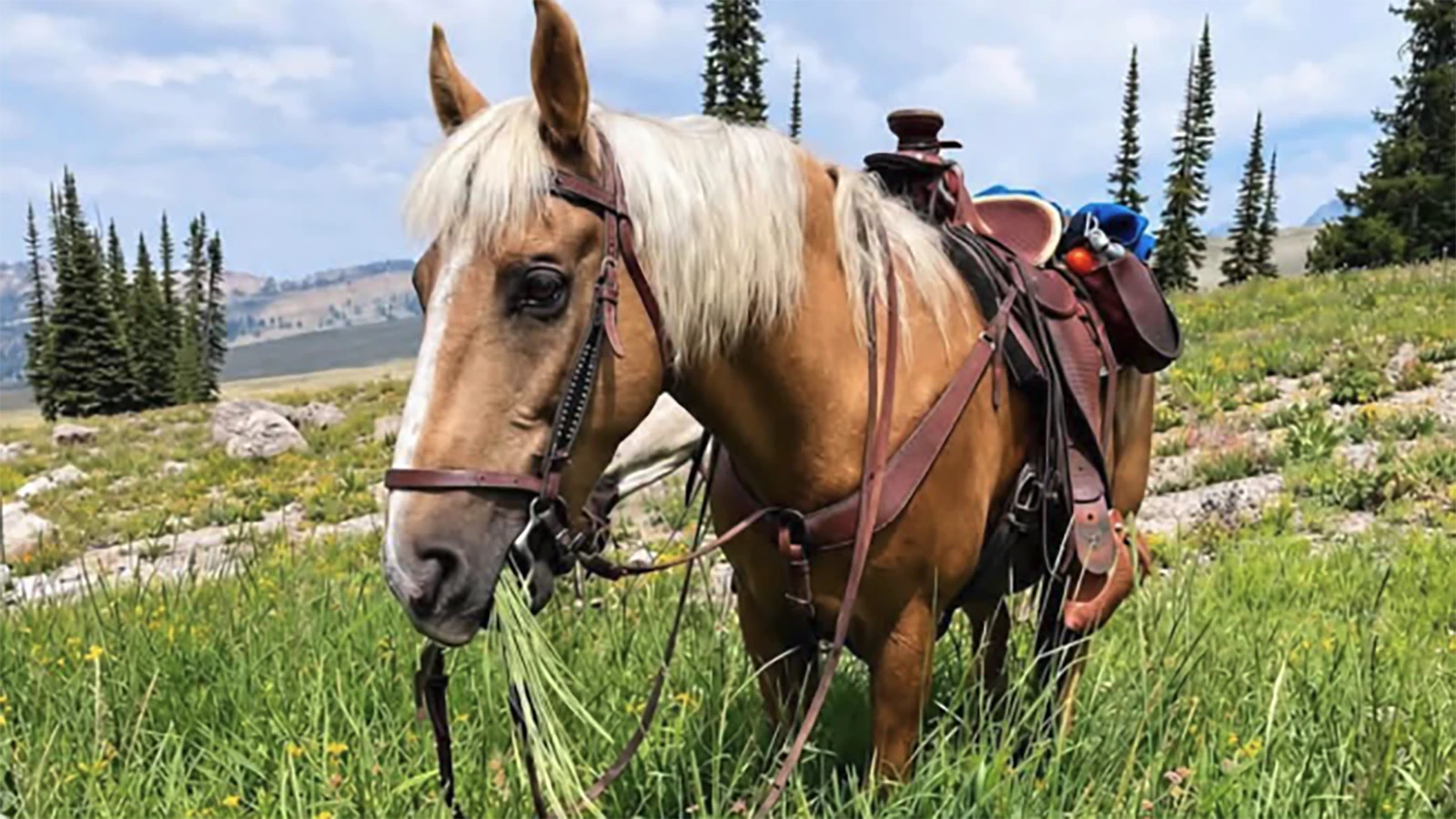Morgan D’Ambra is offering a $1,000 reward to anyone who can find and return Sue, a 15-year-old palomino gelding that went missing during a packing trip in Yellowstone National Park's southwest corner.