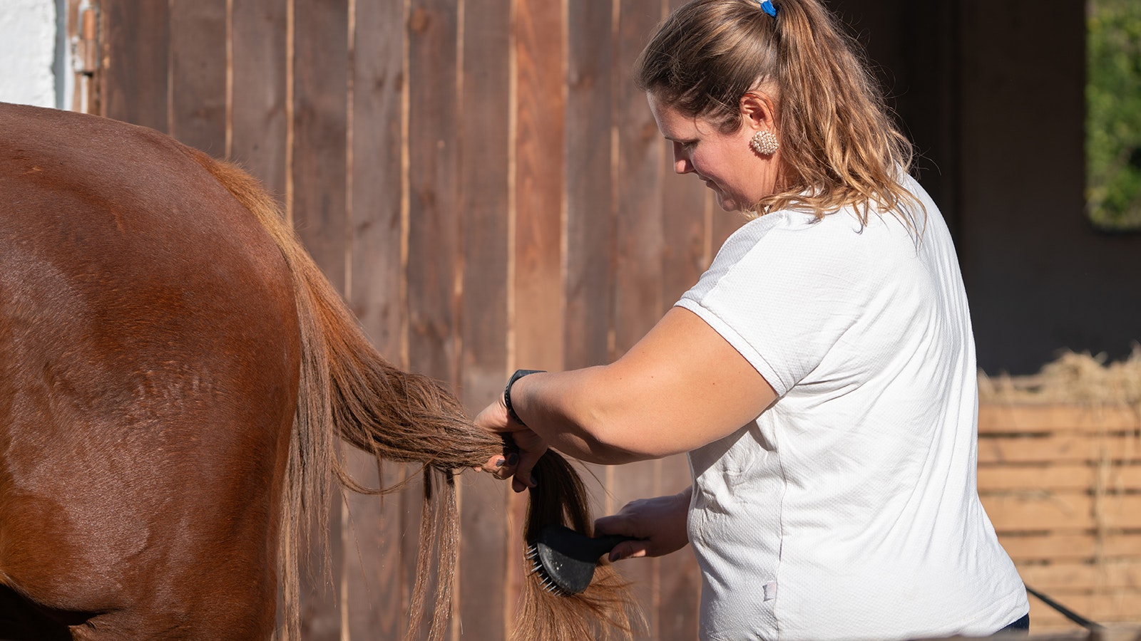 Thieves supply a black market for horsehair by sneaking into pastures and stalls and cutting the animals’ tails and manes – and apparently there’s been a rash of such crimes around Laramie.