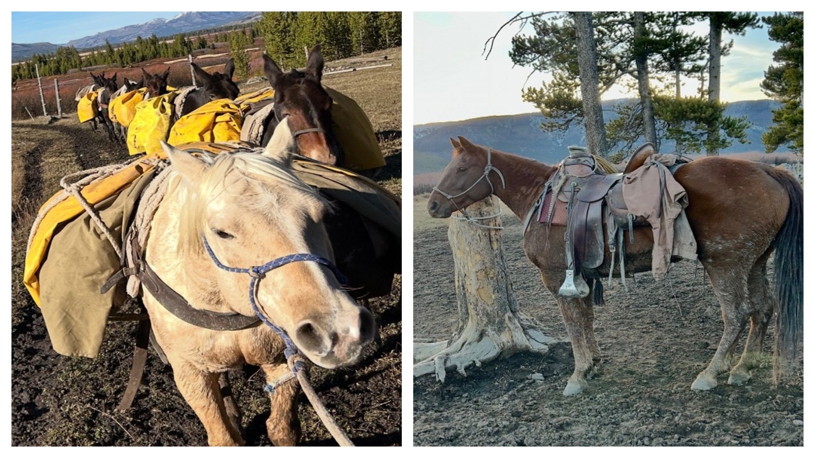 These two horses have been missing somewhere north of Moran since Oct. 27, the Teton County Sheriff's Office reports.