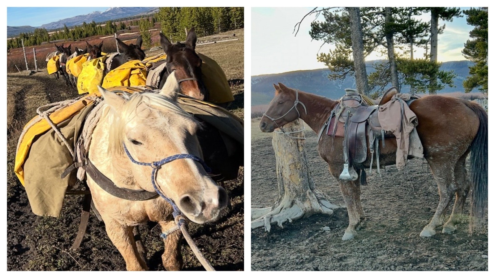 These two horses have been missing somewhere north of Moran since Oct. 27, the Teton County Sheriff's Office reports.