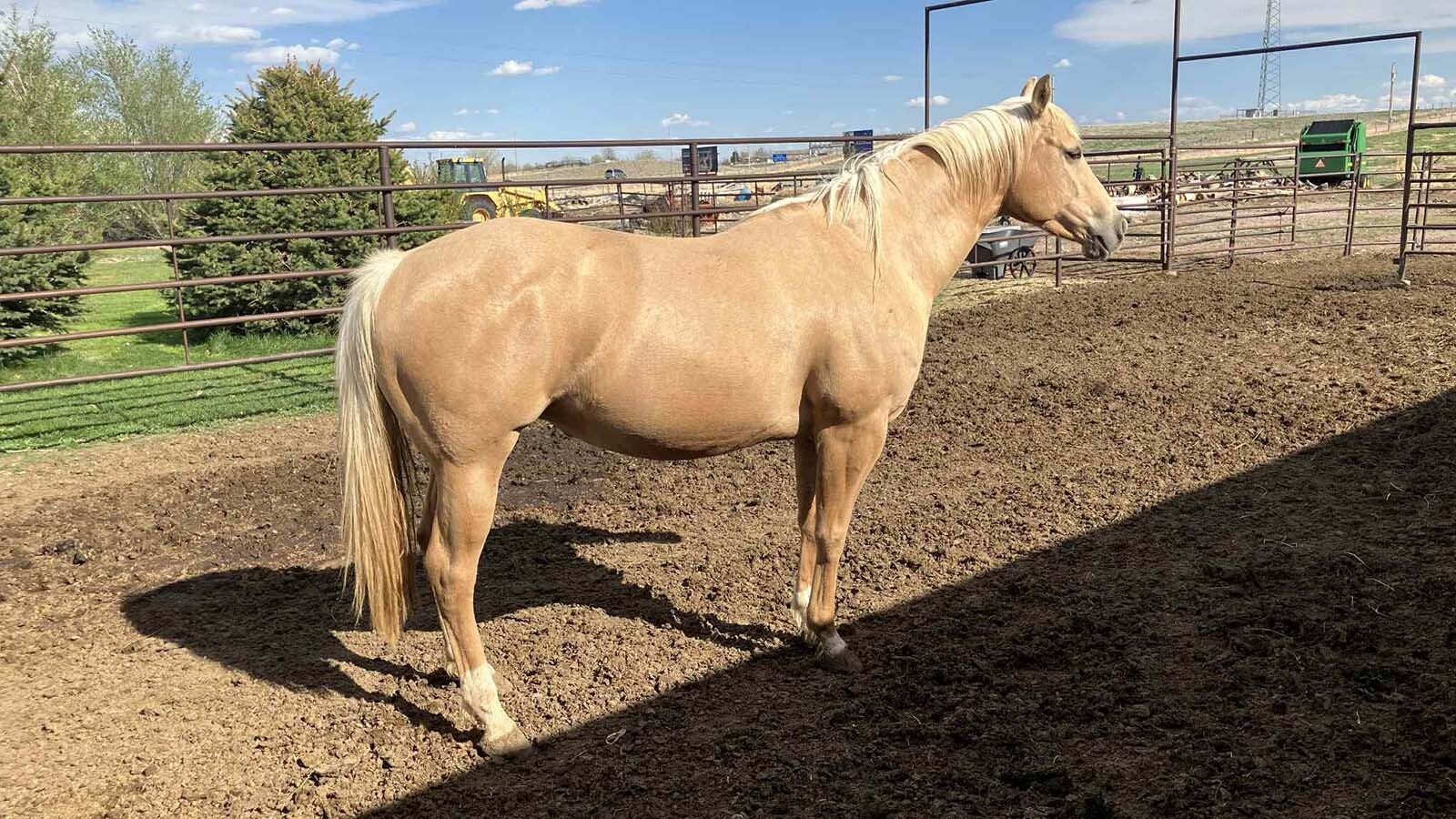 Kay Pope's 7-year-old Palomino Blondie shortly before it disappeared from her pasture near Wheatland. Given how horses behave and the fact nobody's seen her missing horse, she believes someone stole the horse and its newborn colt.