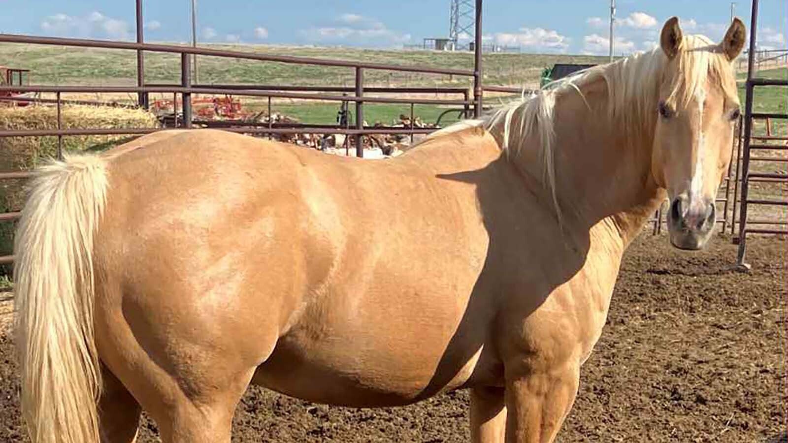 Kay Pope's 7-year-old Palomino Blondie shortly before it disappeared from her pasture near Wheatland. Given how horses behave and the fact nobody's seen her missing horse, she believes someone stole the horse and its newborn colt.