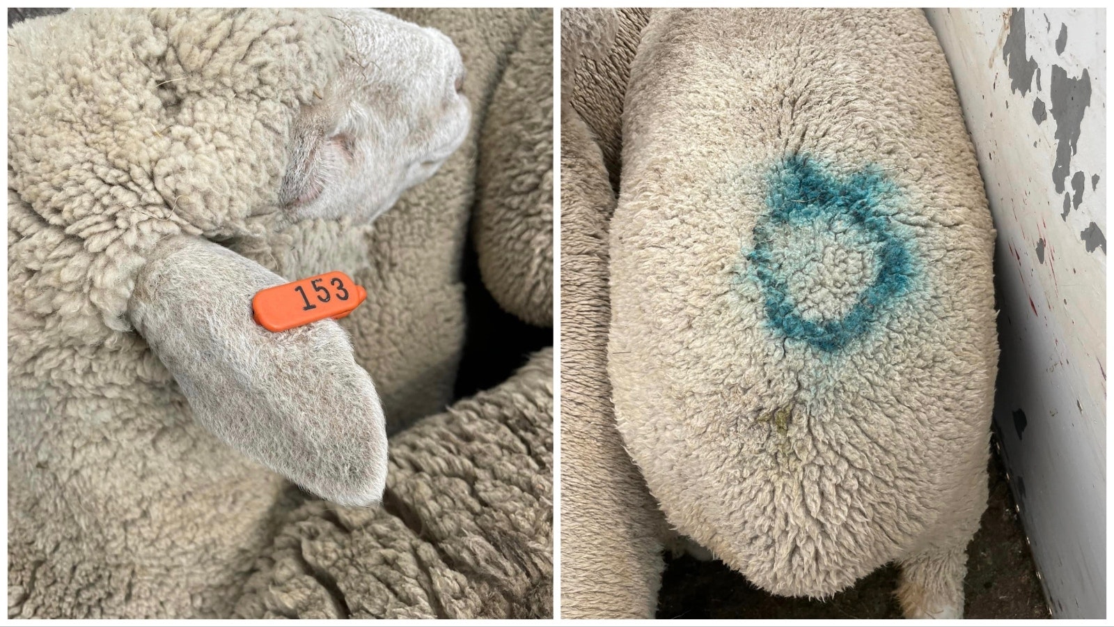 Out of 70 sheep reported missing from a Campbell County ranch in early July, 48 were returned and 32 remain at large. The missing sheep carry a blue paint circle brand on their butts and orange ear tags.