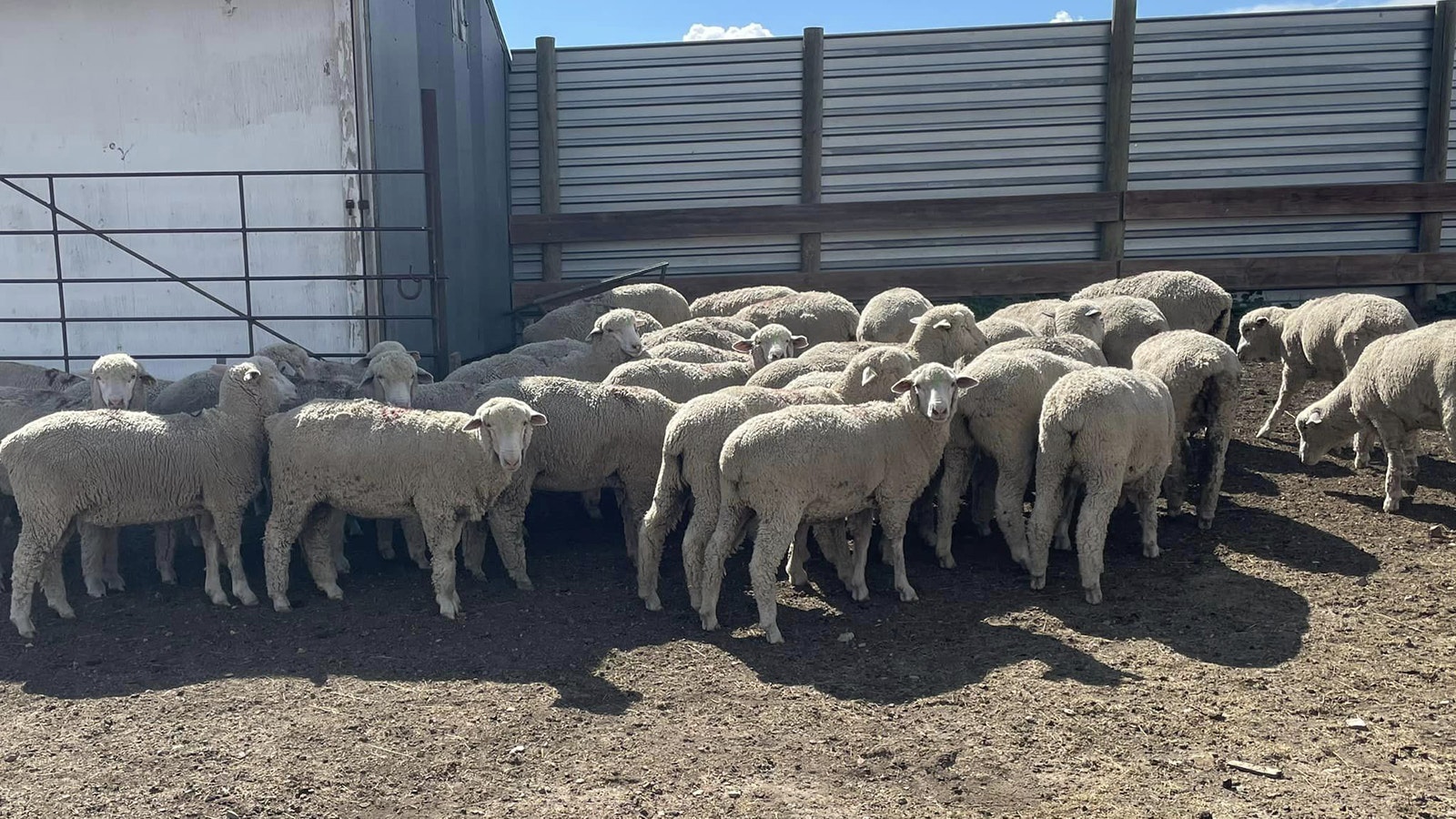Campbell County rancher Guy Edwards was surprised after 70 sheep were rustled from his northern Wyoming ranch that 48 of them were returned shortly after.
