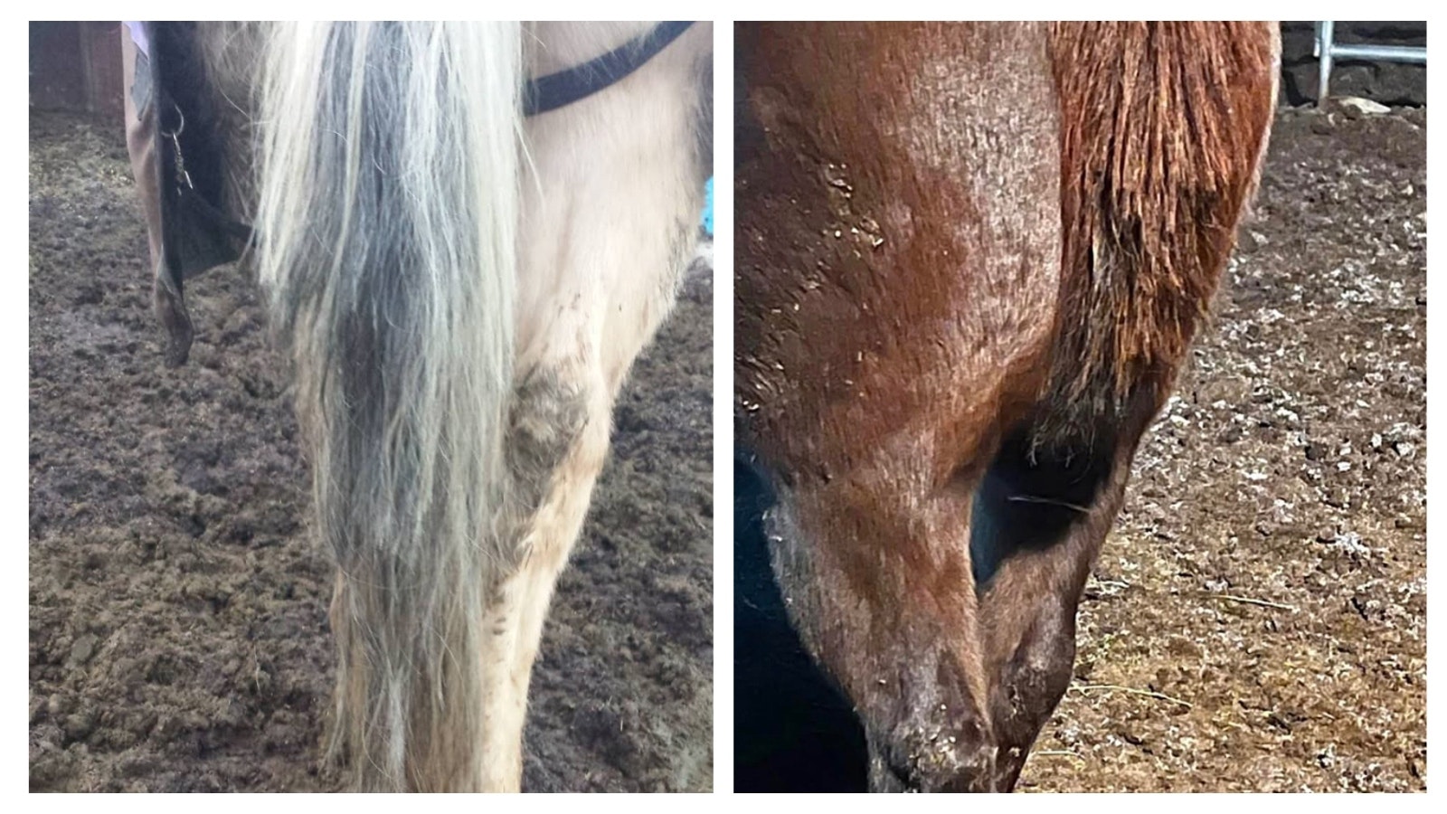 Thieves are targeting horses, stealing their tails to sell on the black market for big money.