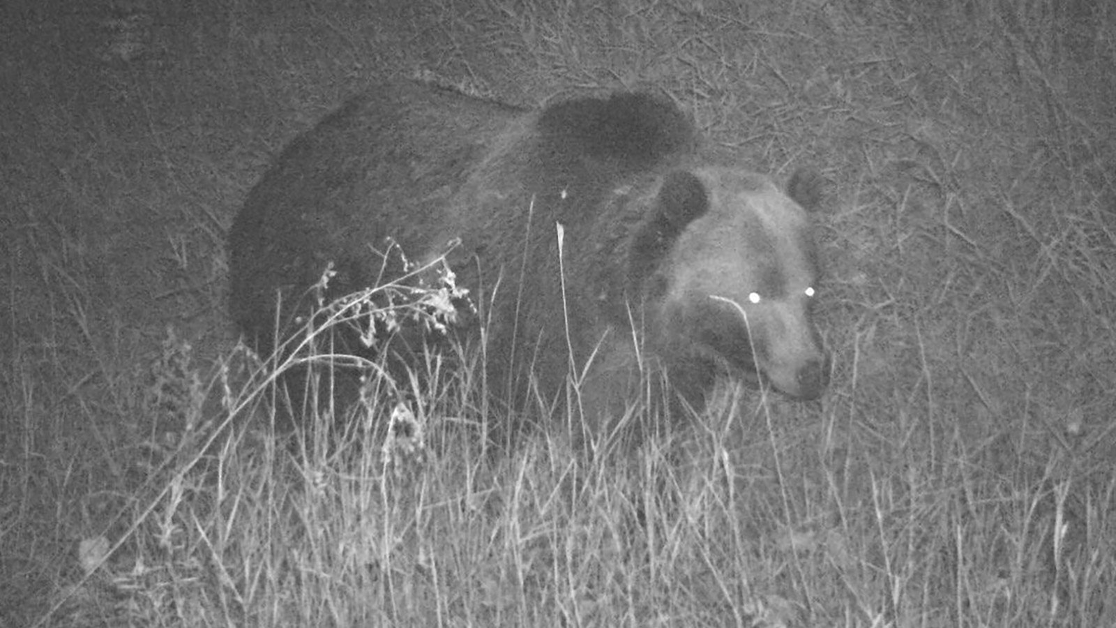 This grizzly bear was captured on an American Prairie trail cam in the Missouri Breaks region of Montana.