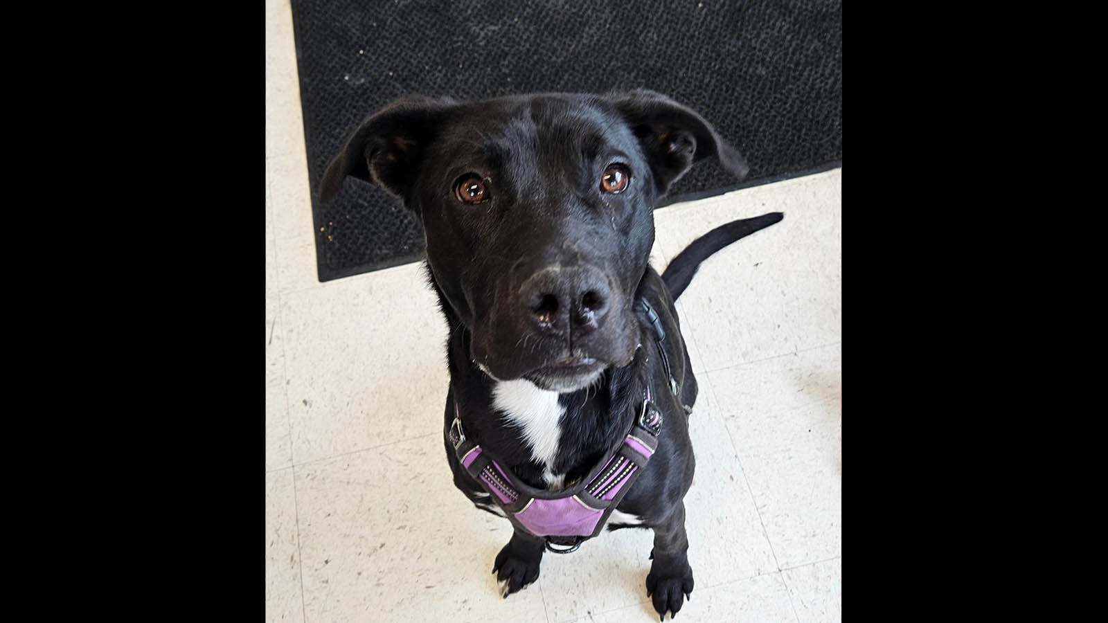 Missy, a pitbull/Labrador mix, spent five months at the Green River Animal Shelter before she was finally adopted.