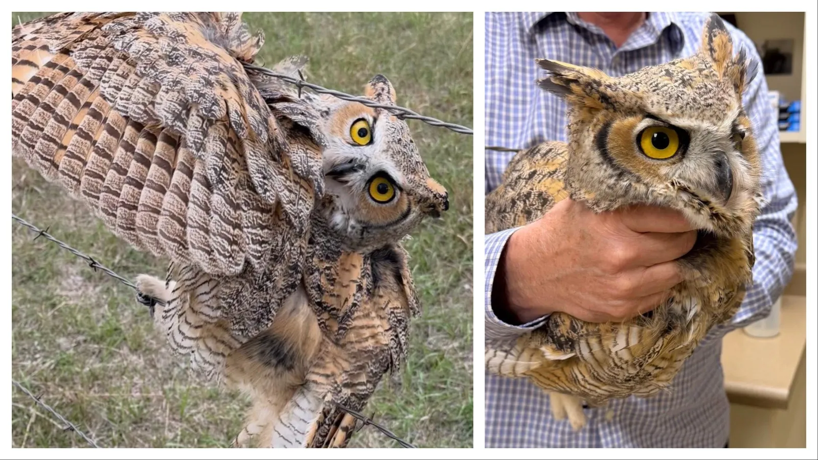 When Sharon and Scott Jacobs saw a great horned owl tangled and impaled in a barbed wire fence, they didn't look the other way. Thanks to their efforts and other caring strangers, the owl was saved. The Black Hills Raptor Center calls it a miracle.