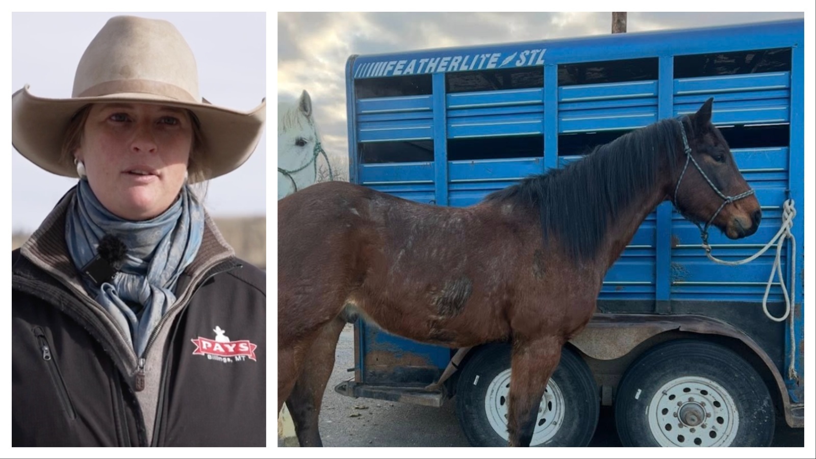 People across Wyoming are trying to help a Montana bronc rider find her stolen horse trailer. Brittany Miller told Cowboy State Daily her "entire life is in that trailer." Online sleuths have been combing through Wyoming webcams to help in the search effort.