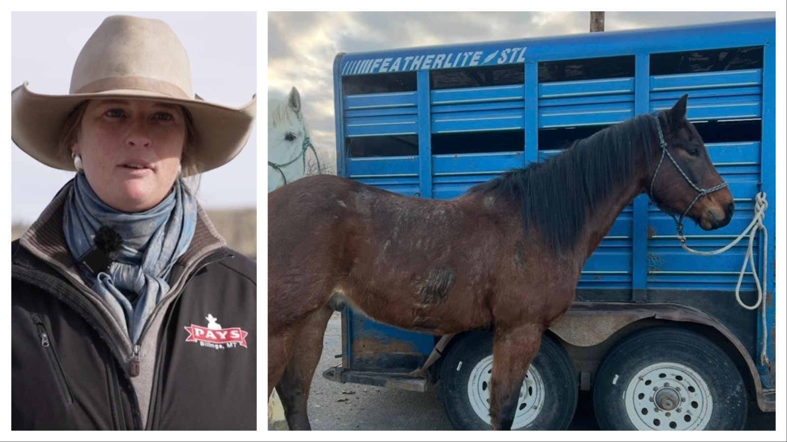 People across Wyoming are trying to help a Montana bronc rider find her stolen horse trailer. Brittany Miller told Cowboy State Daily her "entire life is in that trailer." Online sleuths have been combing through Wyoming webcams to help in the search effort.