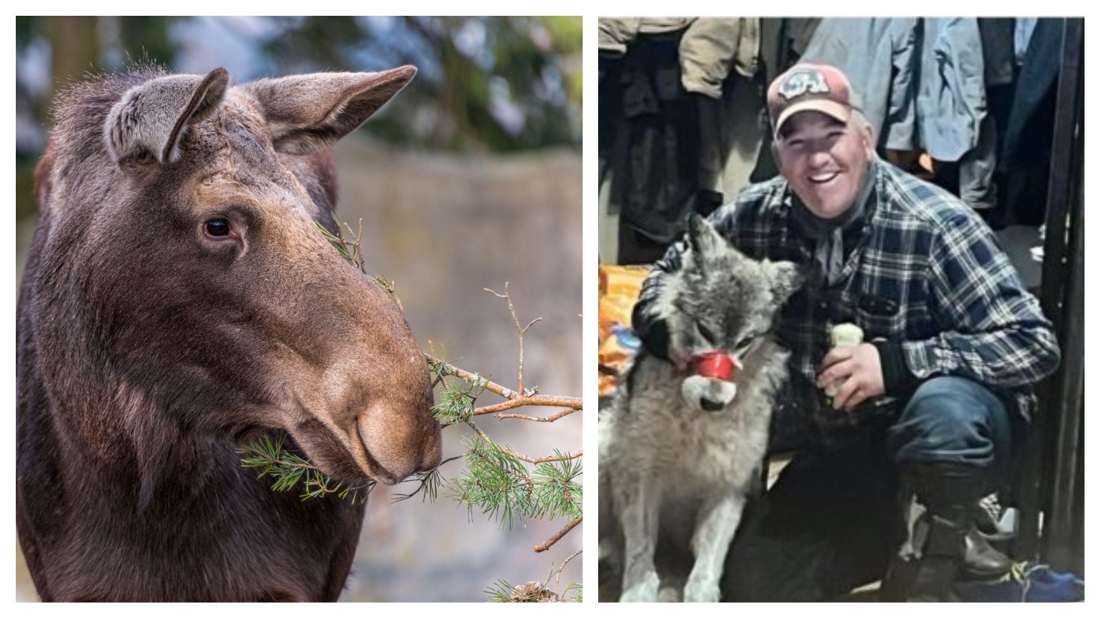 The alleged torture of a moose in Uinta County is the latest in a string of Wyoming residents accused of cruelty to animals, raising concerns about the state’s reputation. “It makes us look like a bunch of freaking jackasses,” outdoorsman Zachary Key said.