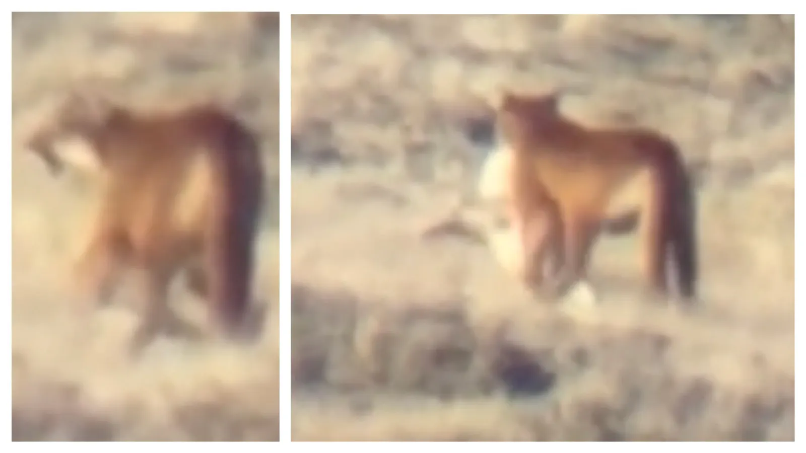 A coyote pushed its luck too far with a mountain lion in the Red Desert and ended up becoming supper. Most of the time, run-ins between the two end with both walking away unharmed. "It's a rough world out there," said biologist Franz Camenzind.