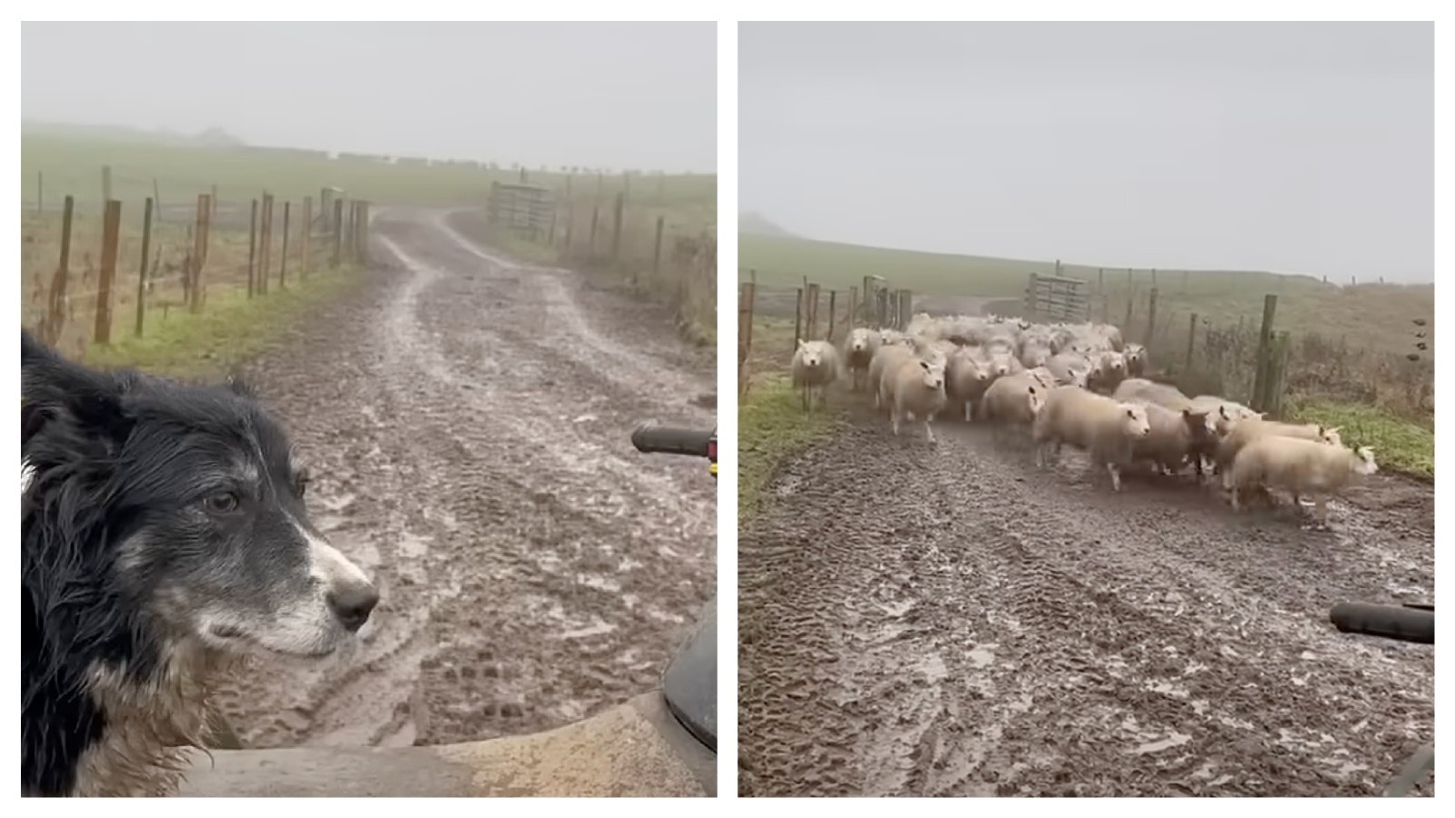 Mix Collage 15 Jun 2025 12 41 PM 3647