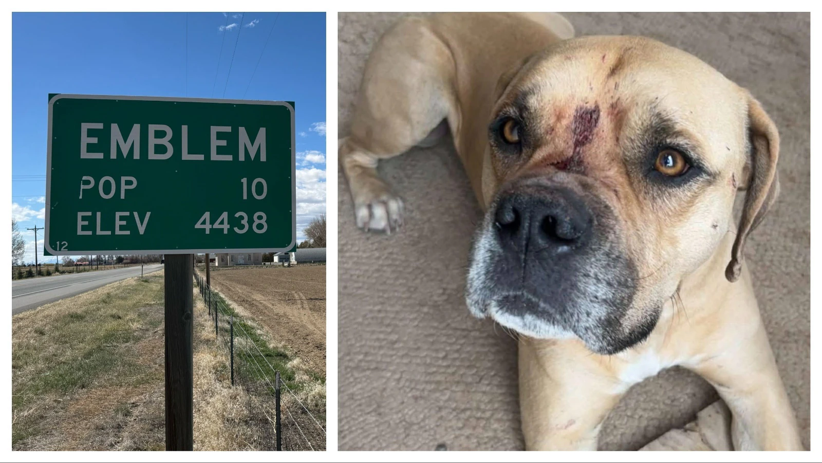 Rocco, a 6-year-old pit bull, with a pellet wound between his eyes after being shot in Emblem. The dog's owner, Tessa Walbert, said her dog was outside her home when he was shot by ".410 or a lower gauge" shotgun, resulting in this wound and several grazes from other pellets.