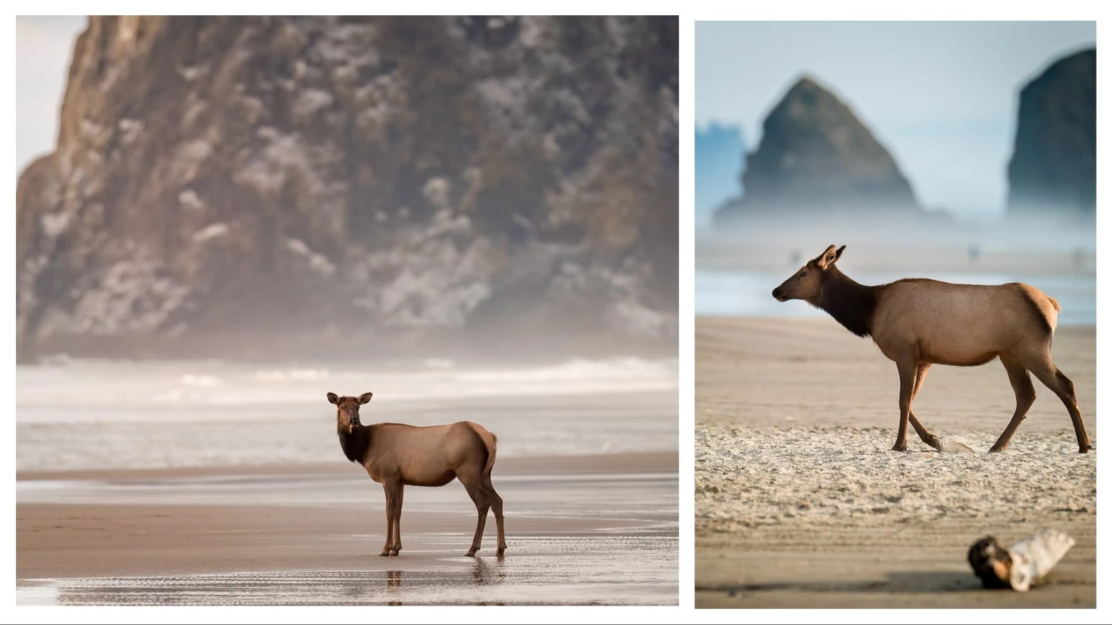 Elk on the beach are a common sight at Cannon Beach, Oregon.
