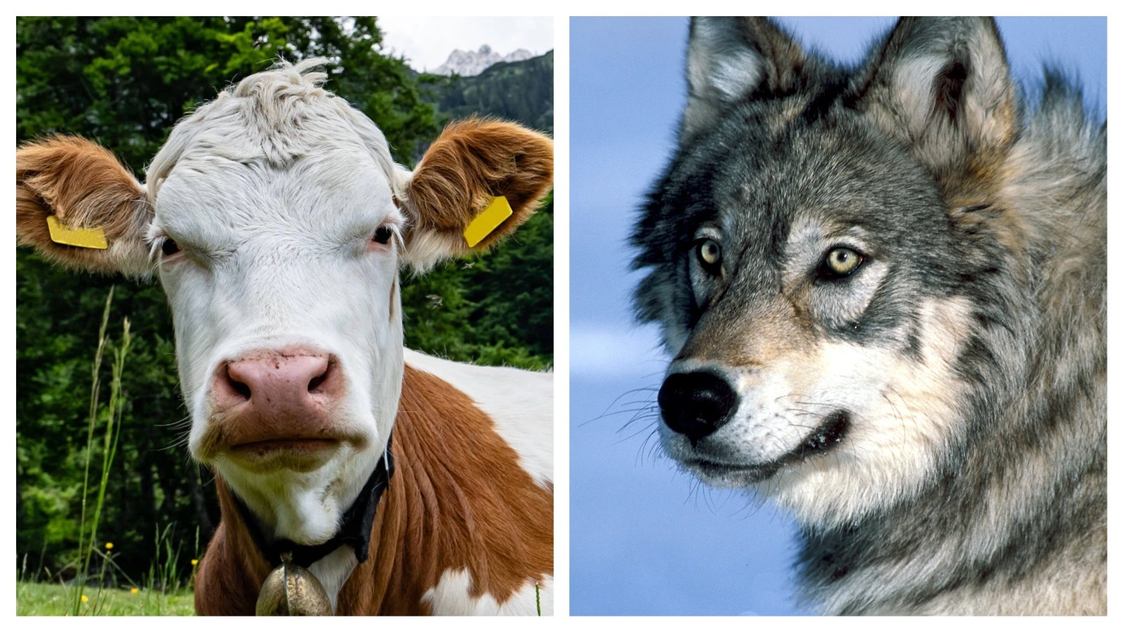 The study, published in Ecology And Evolution found that cortisol levels in hair samples from cows indicate that cattle exposed to wolves experienced different levels of seasonal cortisol fluctuation, compared to those not exposed to wolves.