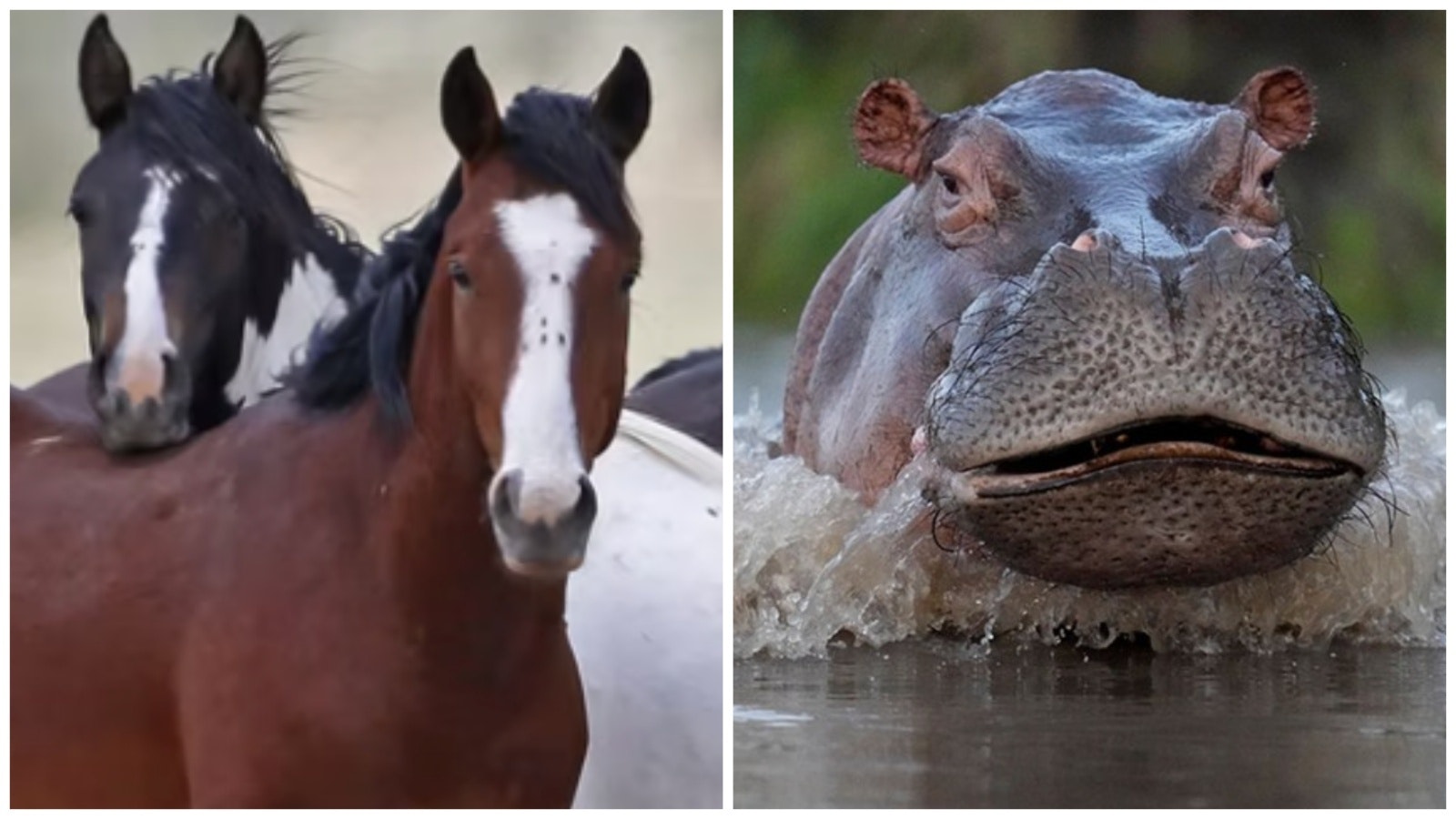 Mix Collage 18 Feb 2024 03 58 PM 978