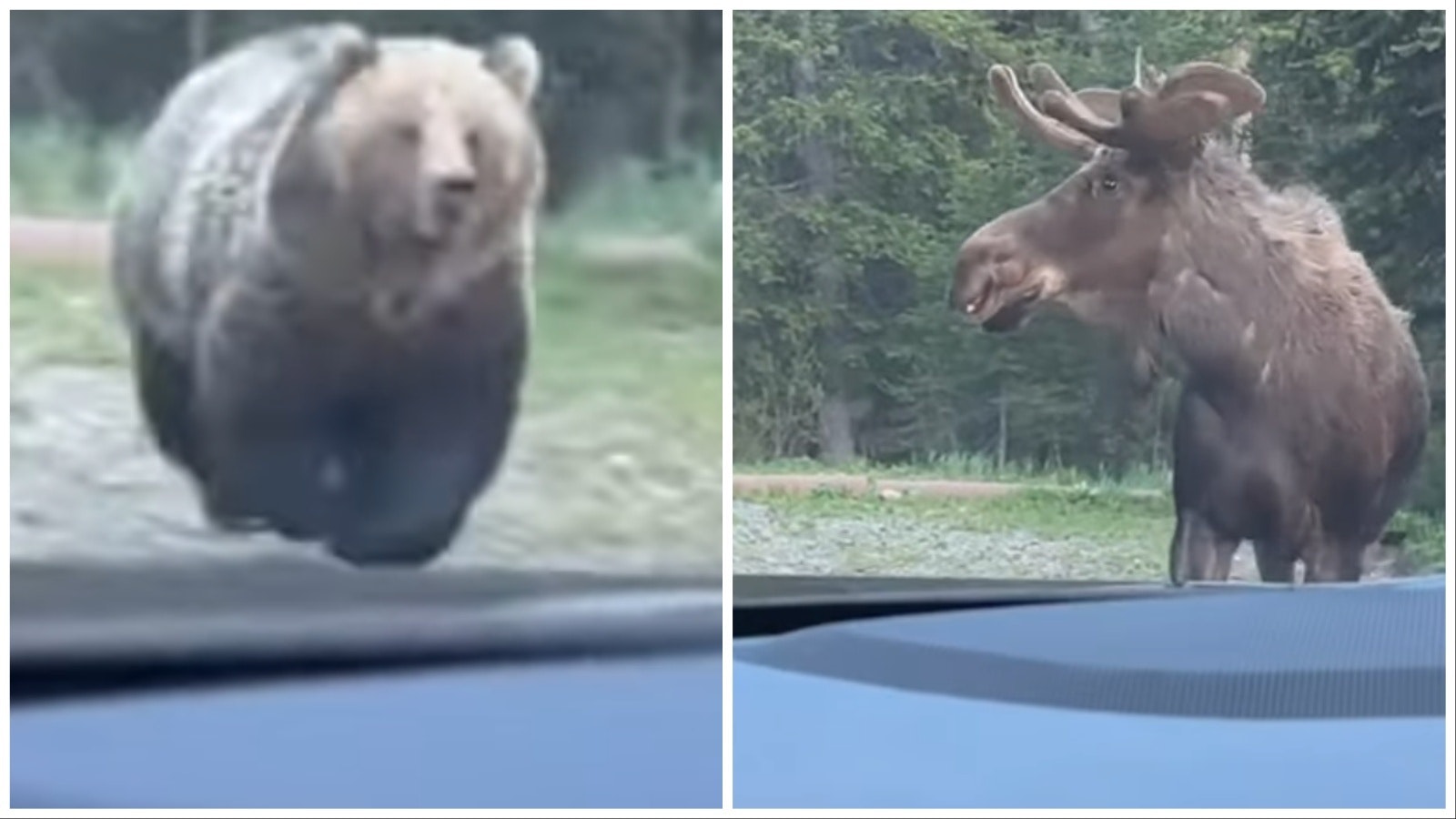 This image from video shows a large grizzly bear chasing a bull moose through a campground just north of the Wyoming-Montana border.