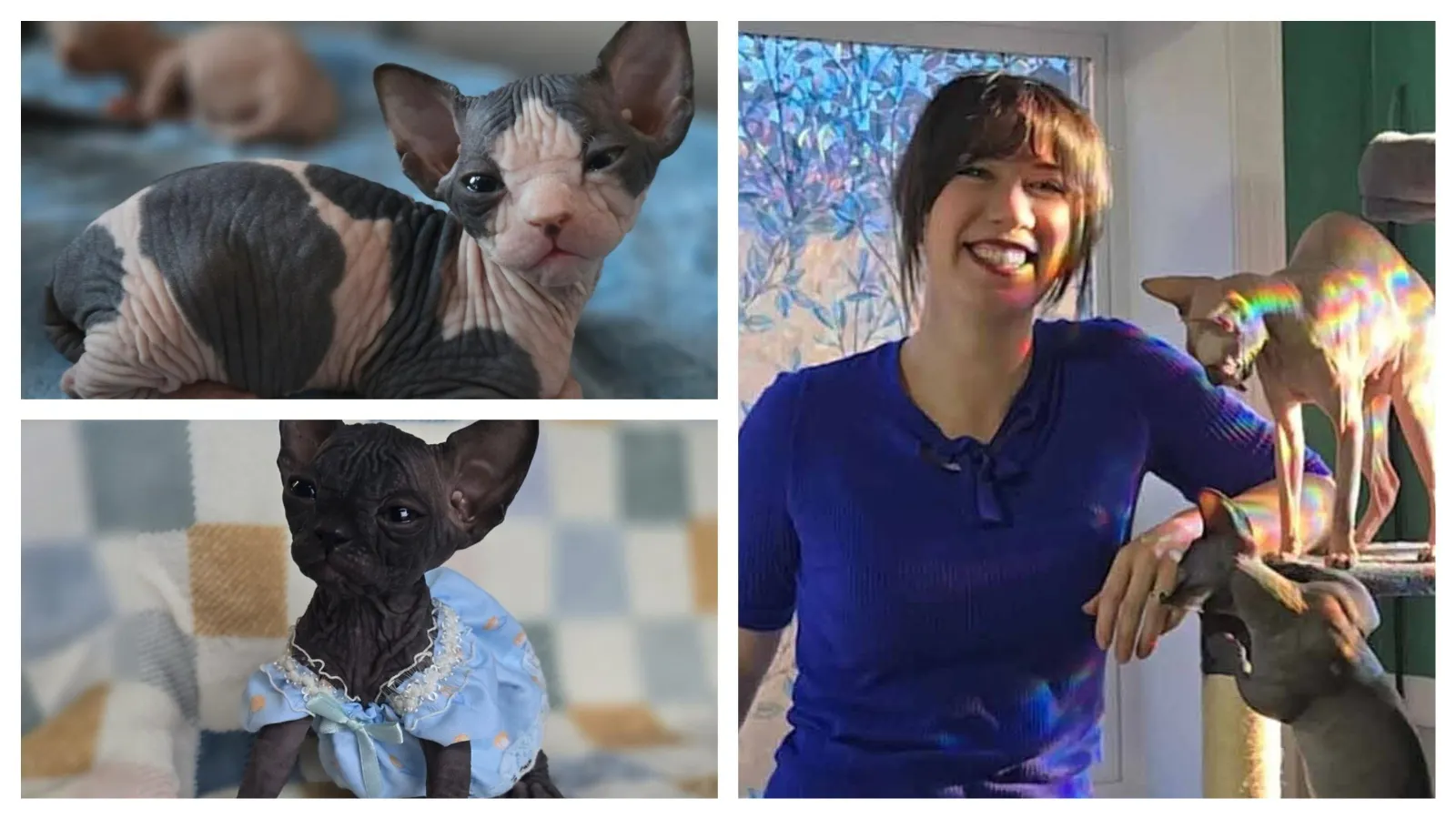 Jasmine Durkey of Casper breed Sphynx cats. The hairless cats can sell for thousands of dollars.