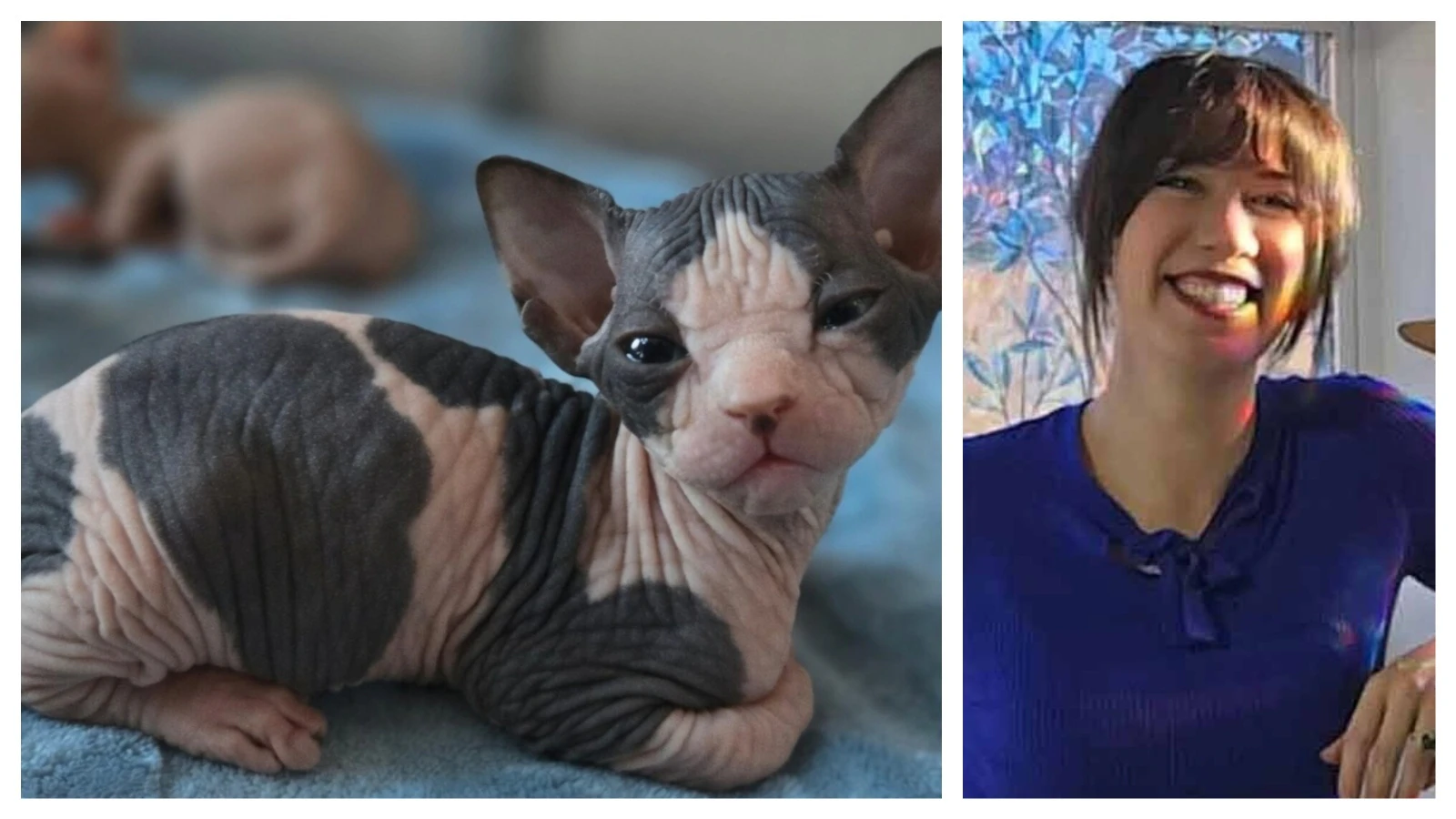Jasmine Durkey of Casper breeds Sphynx cats. The hairless cats can sell for thousands of dollars.