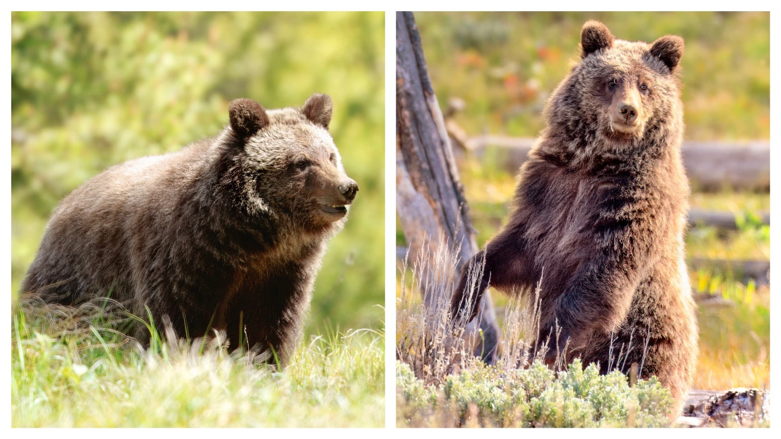 A young female grizzly bear named Miracle is fan favorite among visitors to Grand Teton National Park.