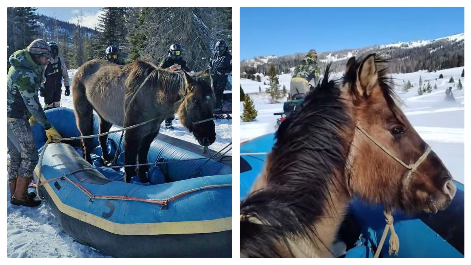 Mouse the horse had been missing since July 2025, only to be found alive by snowmobilers in the Wind River Mountains. Several people, specialized snow machines, and a river raft were enlisted to reach and rescue the horse.